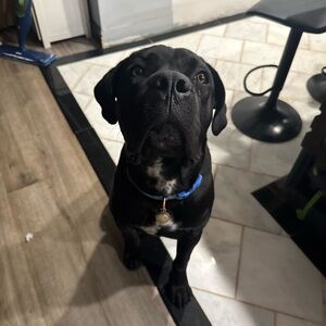 Meet your Posher, Joey